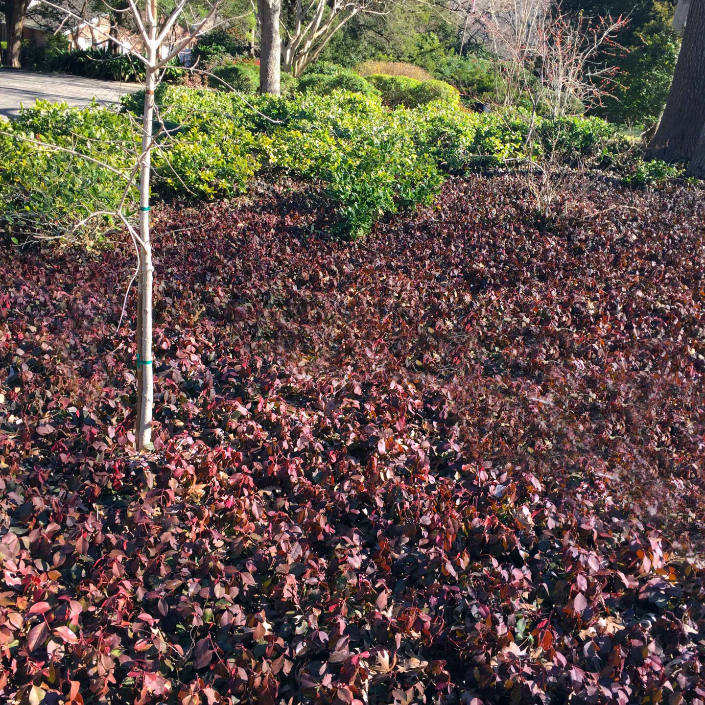 2.15.21 Purple wintercreeper maroon winter color Sperry landscape.jpg